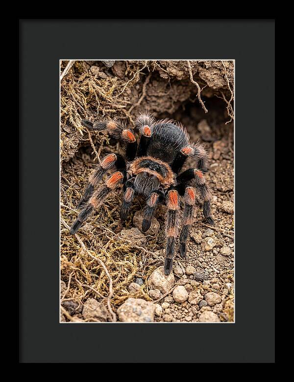 Vibrant Mexican Red Knee Tarantula