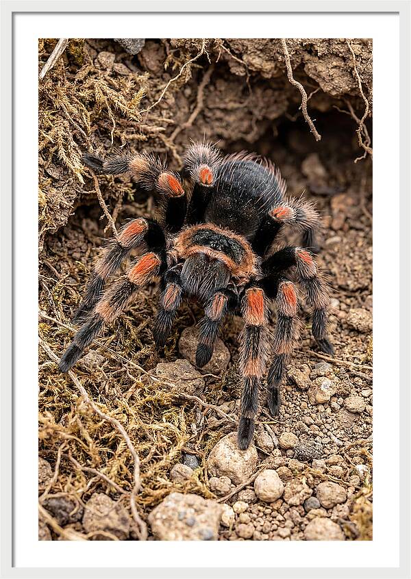 Vibrant Mexican Red Knee Tarantula