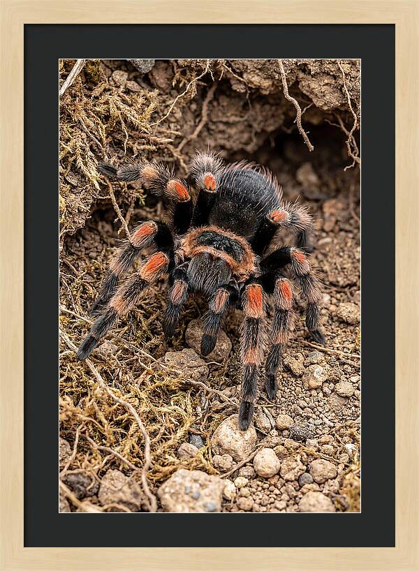 Vibrant Mexican Red Knee Tarantula