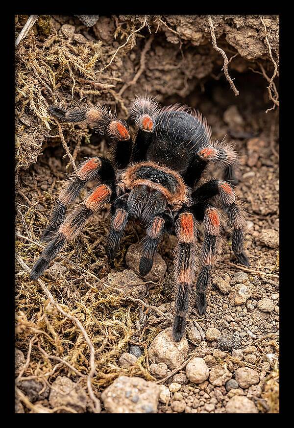 Vibrant Mexican Red Knee Tarantula