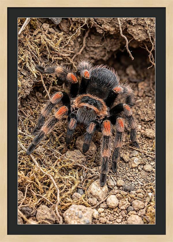 Vibrant Mexican Red Knee Tarantula