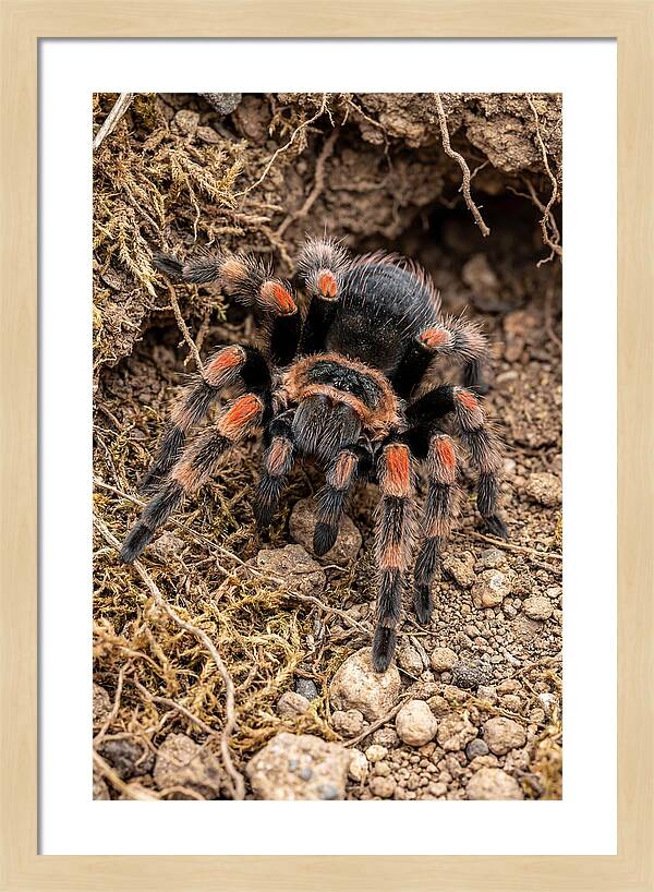 Vibrant Mexican Red Knee Tarantula