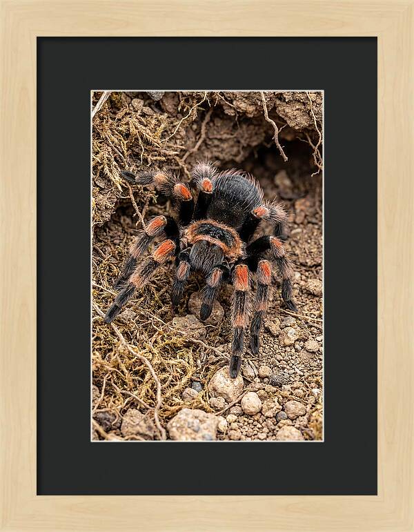 Vibrant Mexican Red Knee Tarantula