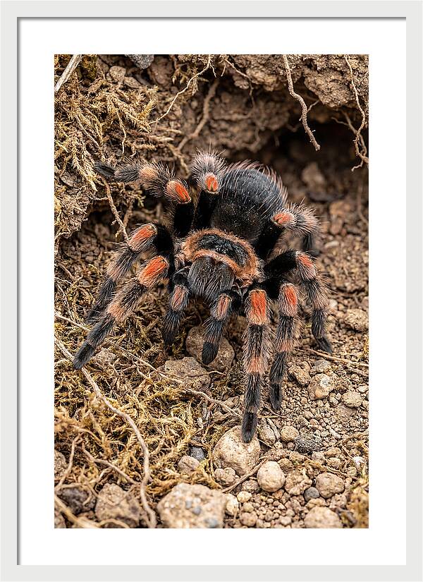 Vibrant Mexican Red Knee Tarantula