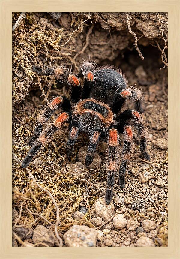Vibrant Mexican Red Knee Tarantula