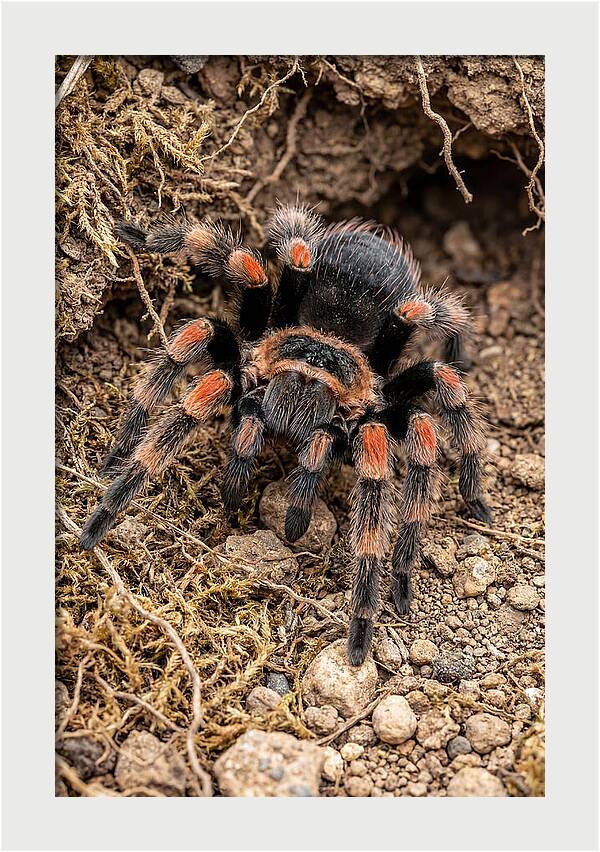 Vibrant Mexican Red Knee Tarantula