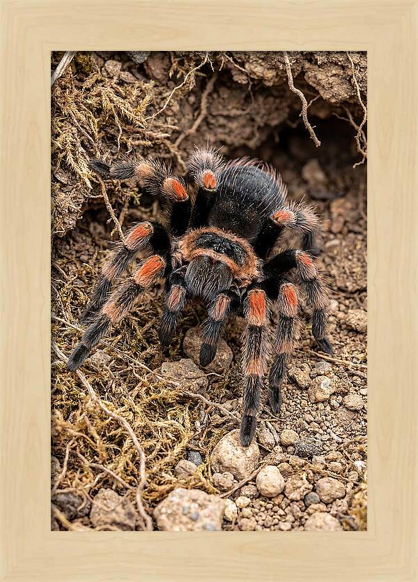 Vibrant Mexican Red Knee Tarantula