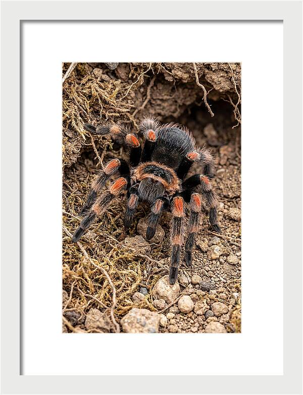 Vibrant Mexican Red Knee Tarantula