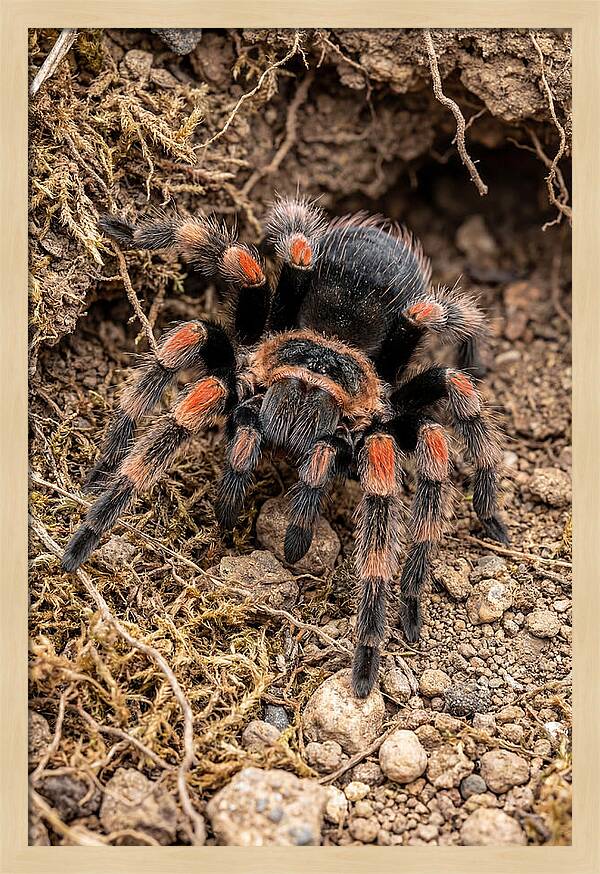 Vibrant Mexican Red Knee Tarantula