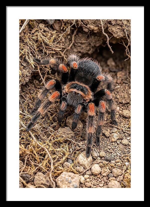 Vibrant Mexican Red Knee Tarantula