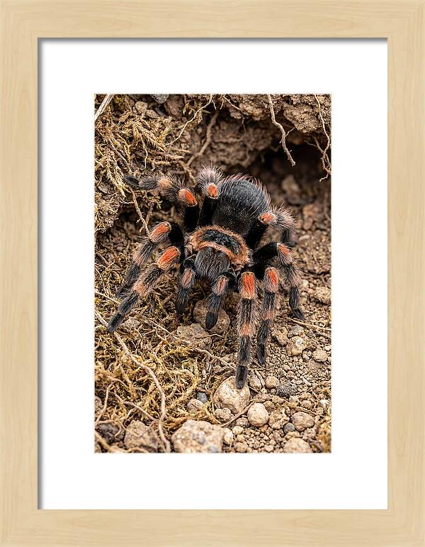 Vibrant Mexican Red Knee Tarantula