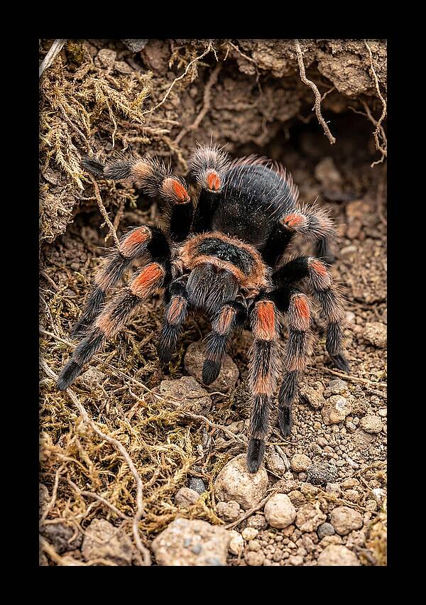 Vibrant Mexican Red Knee Tarantula