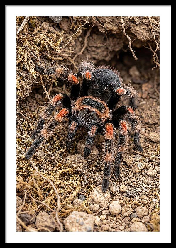 Vibrant Mexican Red Knee Tarantula