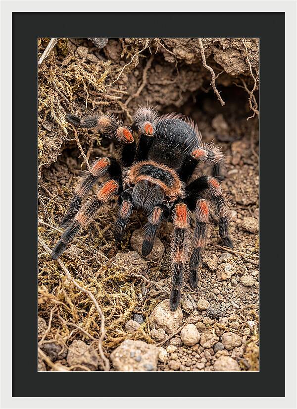 Vibrant Mexican Red Knee Tarantula