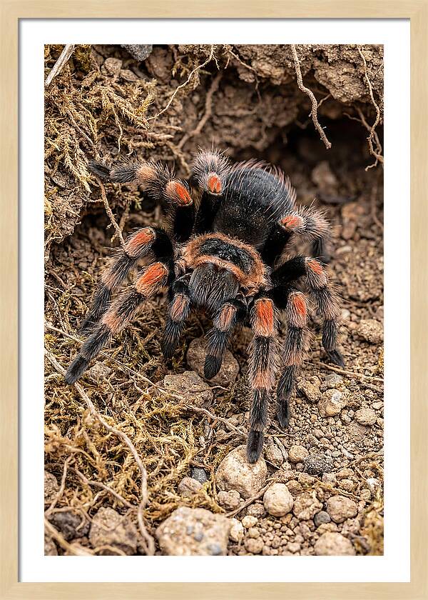 Vibrant Mexican Red Knee Tarantula