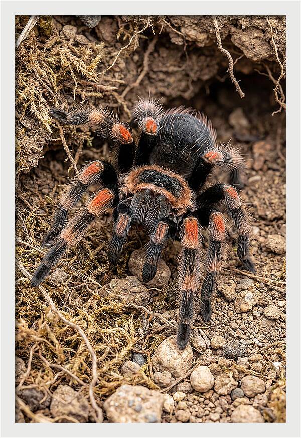 Vibrant Mexican Red Knee Tarantula