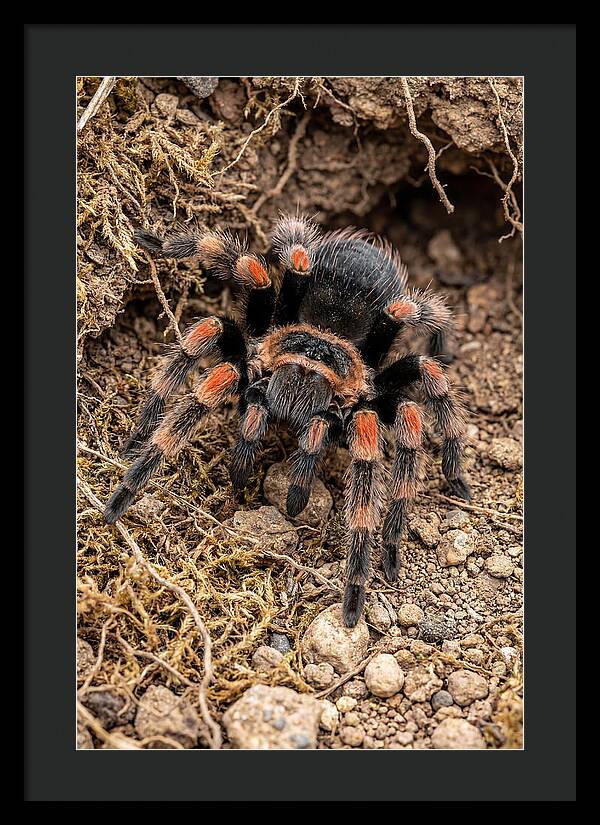 Vibrant Mexican Red Knee Tarantula