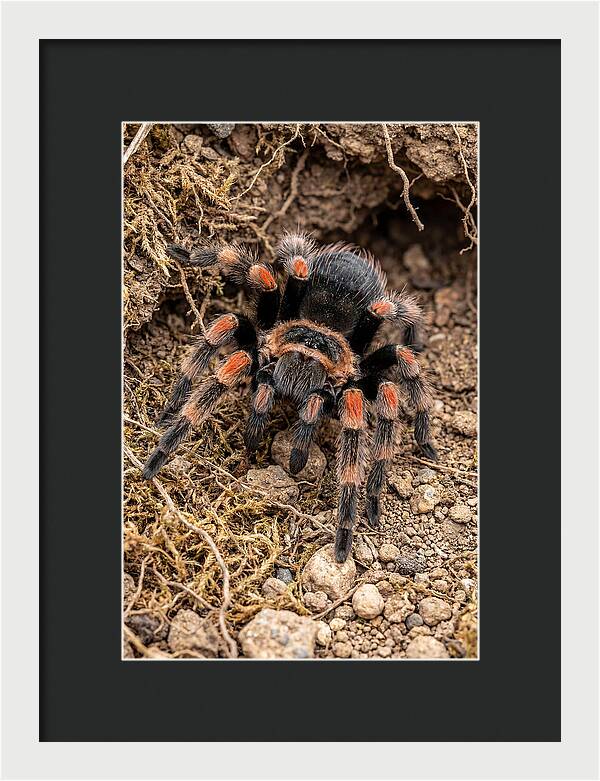 Vibrant Mexican Red Knee Tarantula