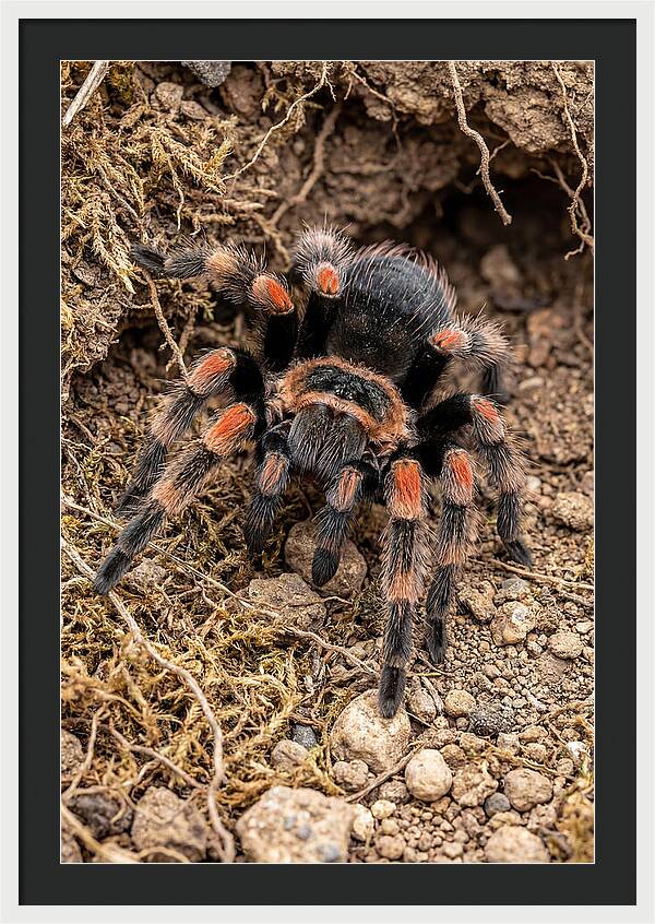 Vibrant Mexican Red Knee Tarantula