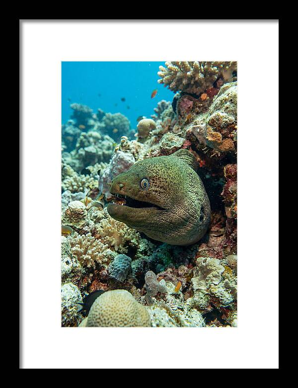 Vibrant Moray Eel In Coral Reef