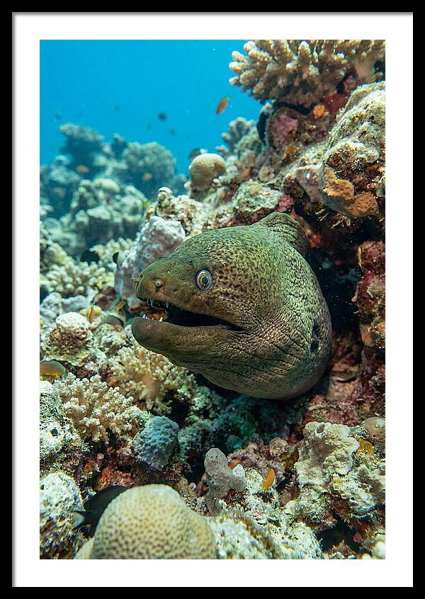 Vibrant Moray Eel In Coral Reef