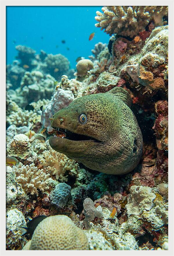 Vibrant Moray Eel In Coral Reef