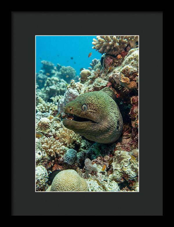 Vibrant Moray Eel In Coral Reef