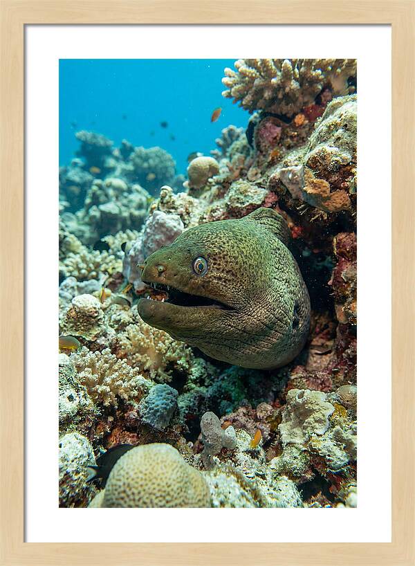 Vibrant Moray Eel In Coral Reef