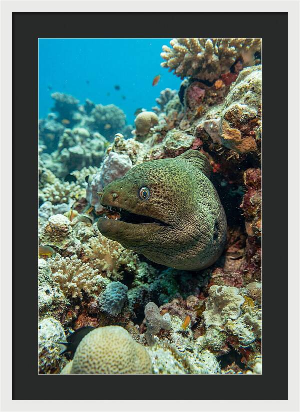 Vibrant Moray Eel In Coral Reef
