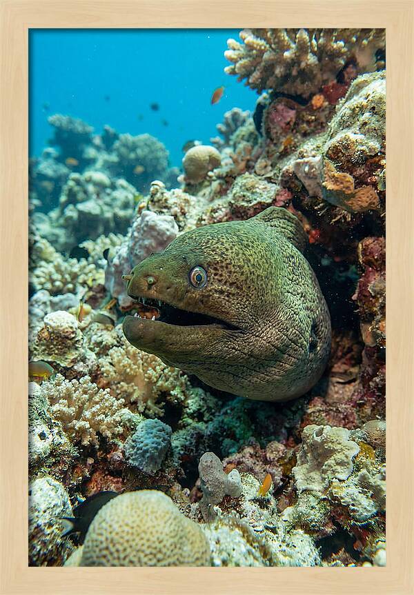 Vibrant Moray Eel In Coral Reef