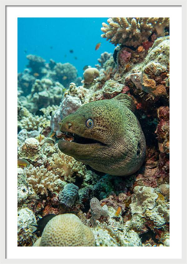 Vibrant Moray Eel In Coral Reef