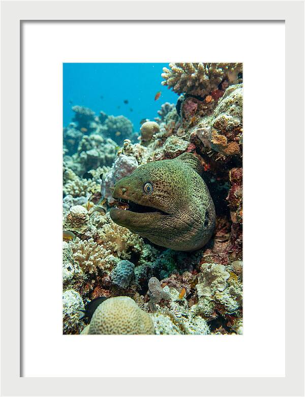 Vibrant Moray Eel In Coral Reef