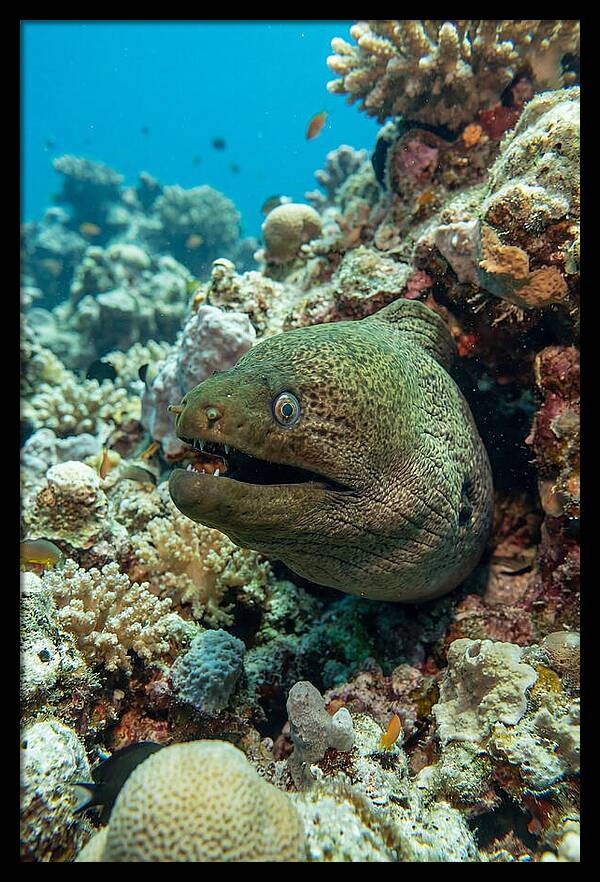 Vibrant Moray Eel In Coral Reef