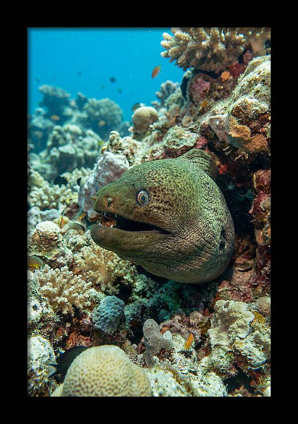 Vibrant Moray Eel In Coral Reef
