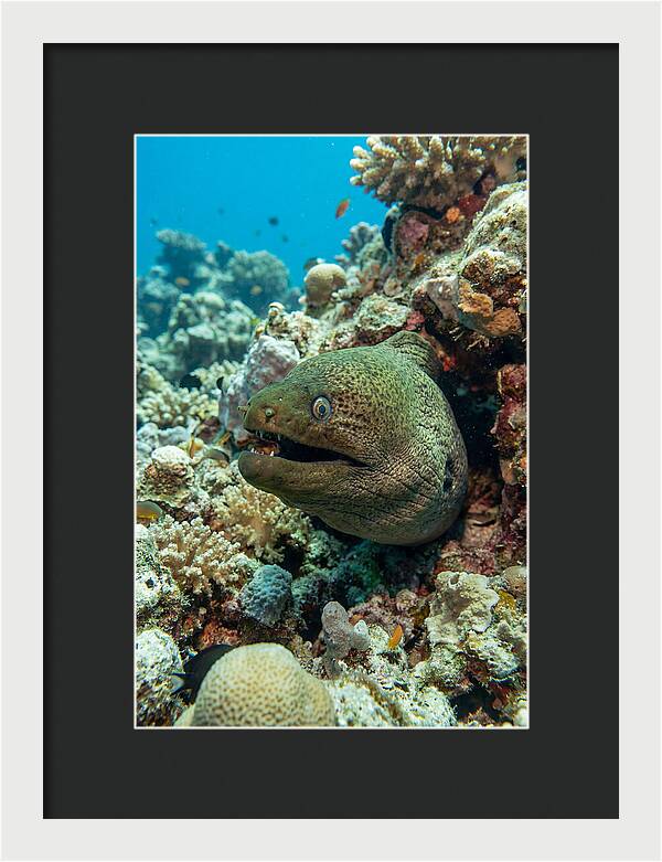 Vibrant Moray Eel In Coral Reef