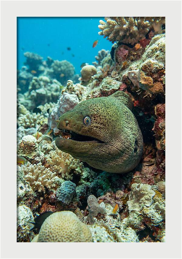 Vibrant Moray Eel In Coral Reef