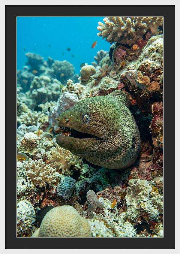 Vibrant Moray Eel In Coral Reef