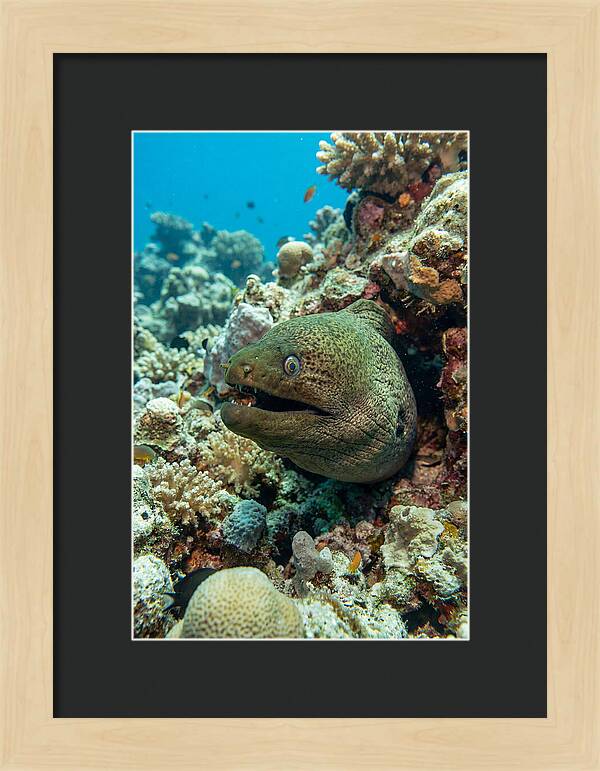Vibrant Moray Eel In Coral Reef