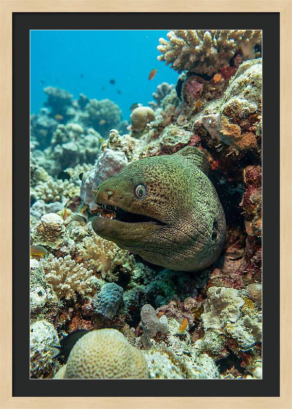 Vibrant Moray Eel In Coral Reef