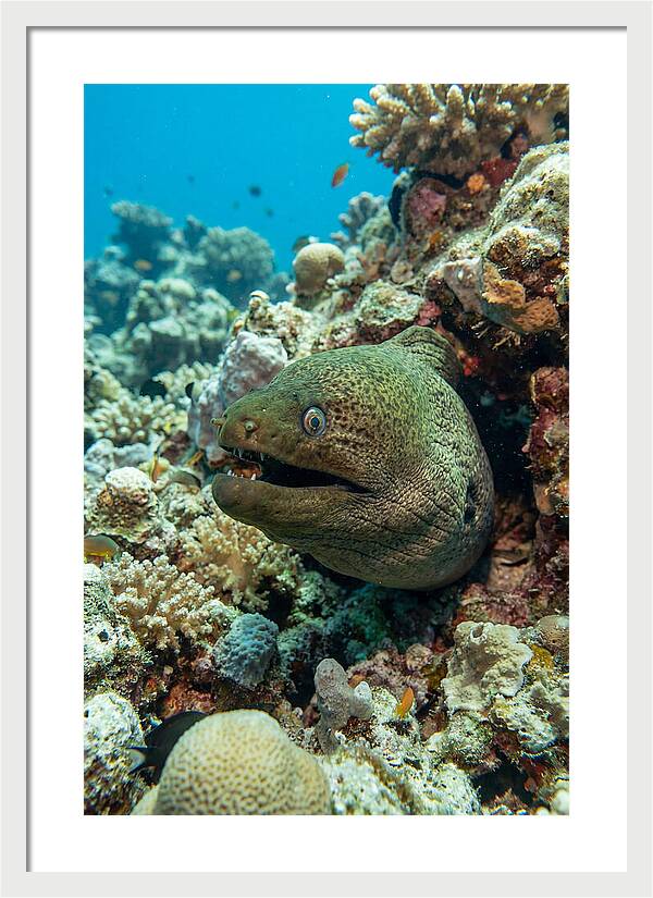 Vibrant Moray Eel In Coral Reef
