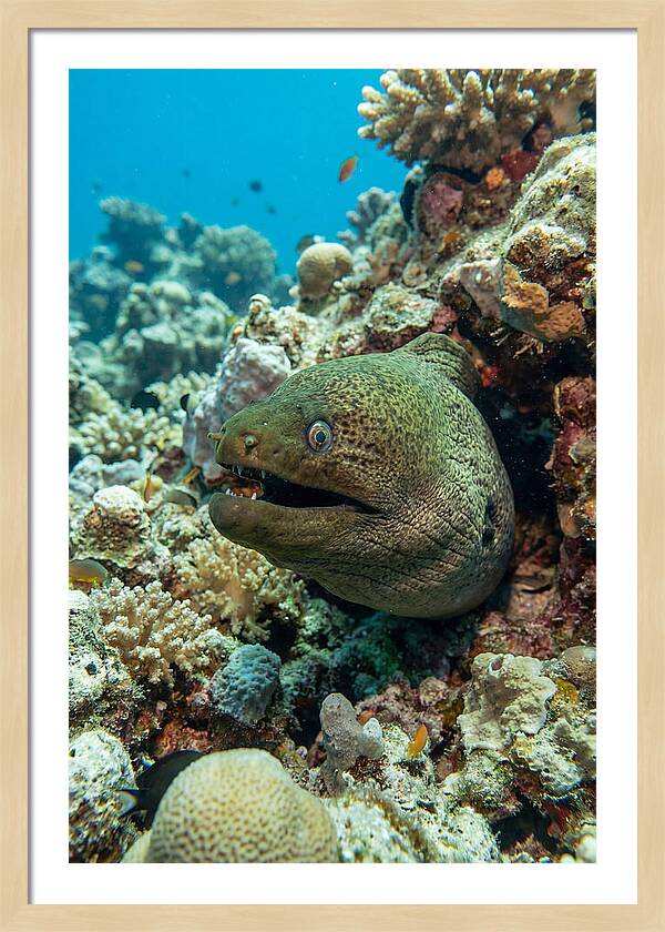 Vibrant Moray Eel In Coral Reef
