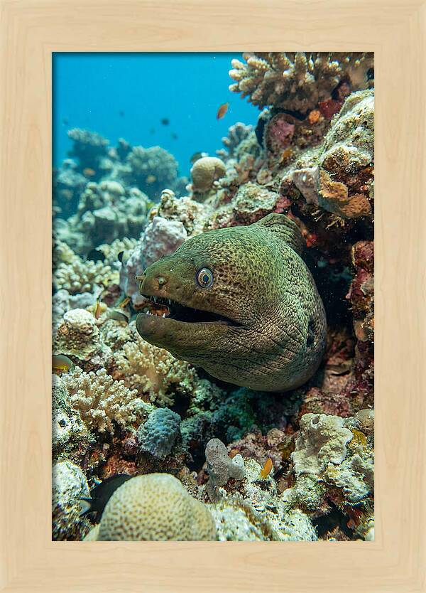 Vibrant Moray Eel In Coral Reef