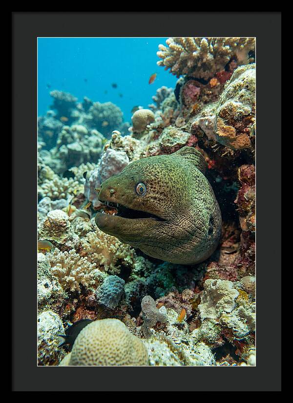 Vibrant Moray Eel In Coral Reef