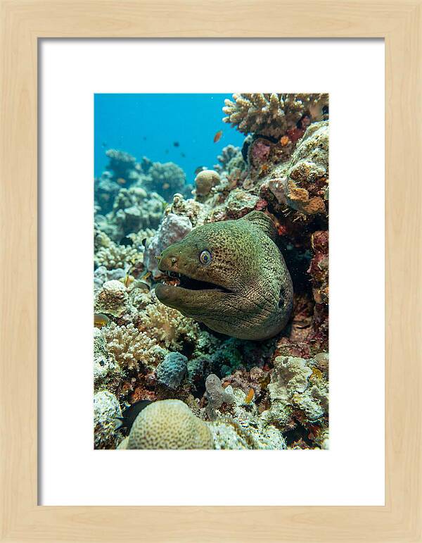 Vibrant Moray Eel In Coral Reef