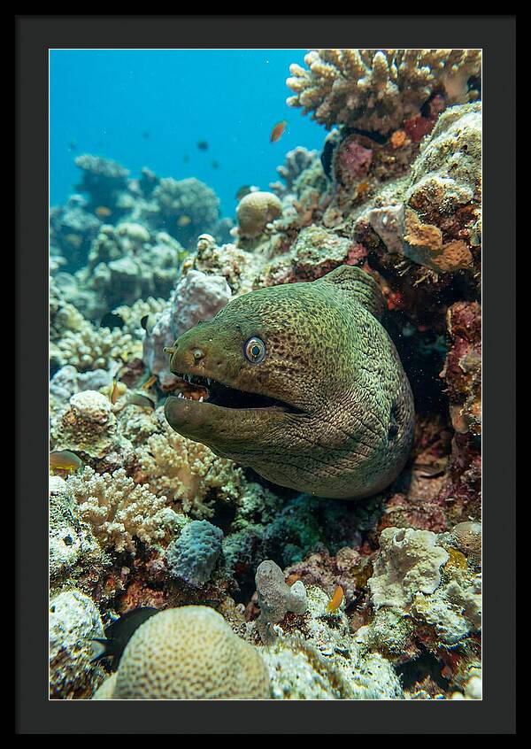 Vibrant Moray Eel In Coral Reef