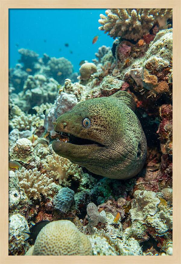 Vibrant Moray Eel In Coral Reef