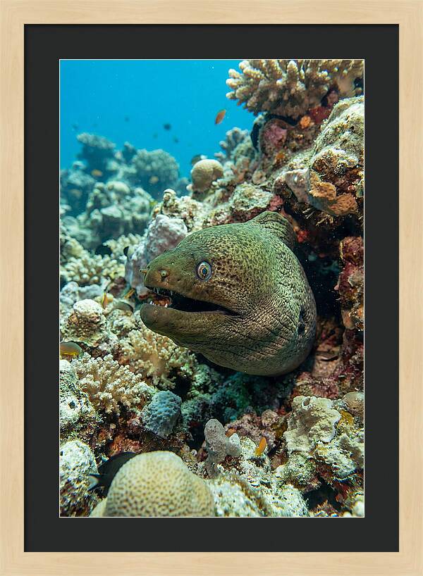 Vibrant Moray Eel In Coral Reef
