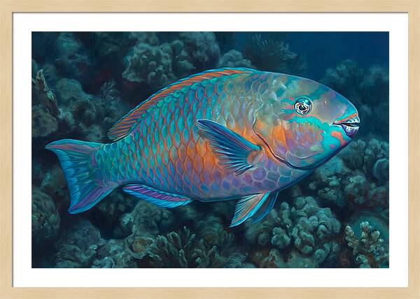 Vibrant Parrotfish Underwater