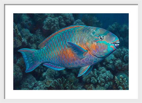 Vibrant Parrotfish Underwater