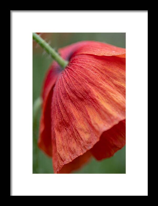 Vibrant Poppies Dancing In The Breeze